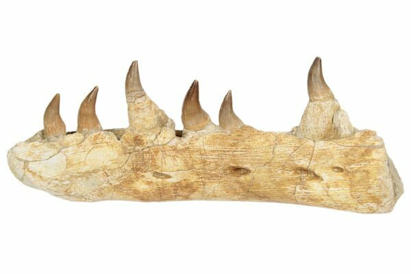 A partial Halisaurus jaw from the Late Cretaceous of Morocco, whose slightly hooked teeth were optimal for grabbing and holding slippery prey.